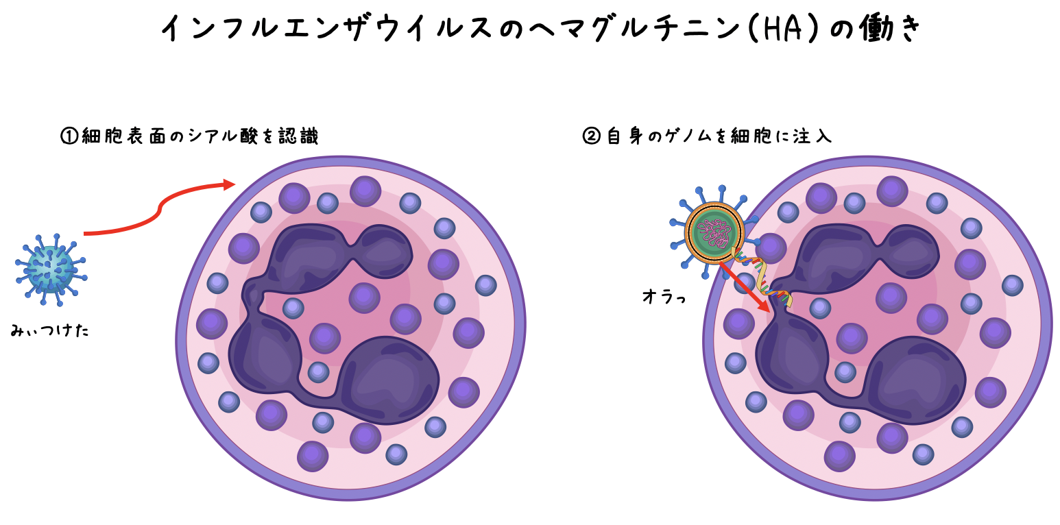 アロマオイルのウイルスに対する効果とは Fukublog