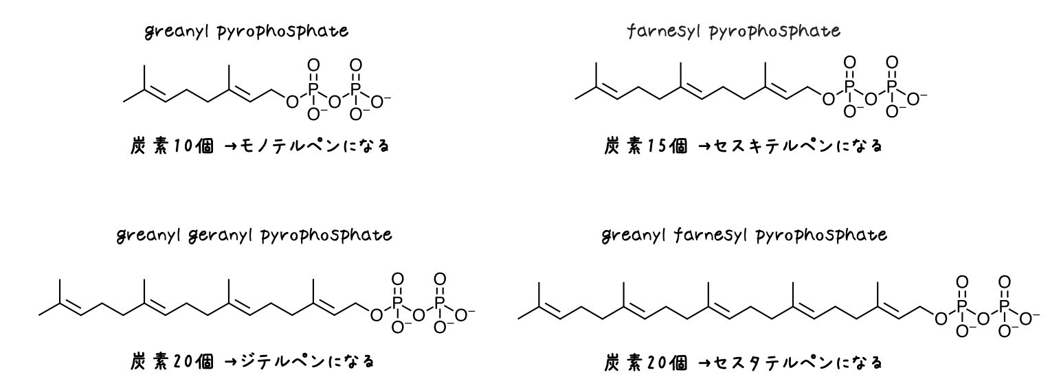 テルペノイド　生合成