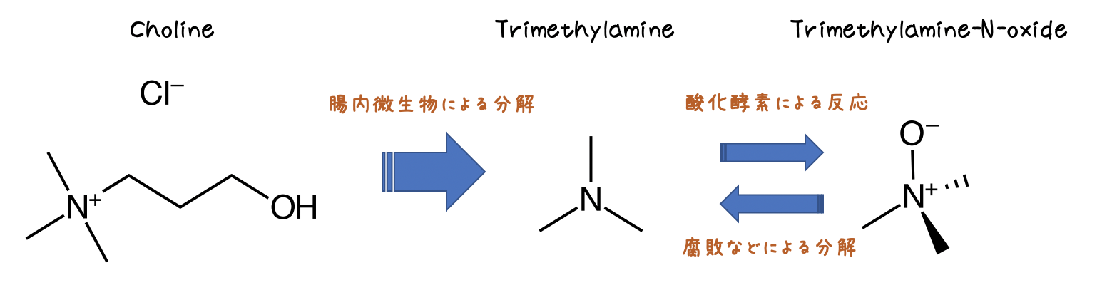 トリメチルアミン生合成